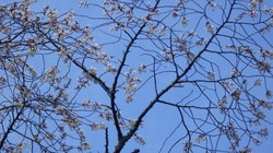 千年桜　3月24日
