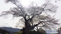 千年桜　3月27日