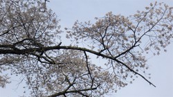 千年桜　3月27日