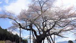 千年桜　3月30日