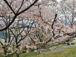 4月1日　うつぶな公園