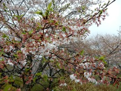 4月10日のうつぶな公園の桜の開花状況