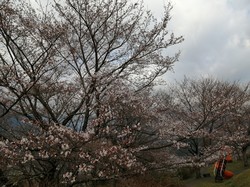 3月23日うつぶな公園の桜の開花状況