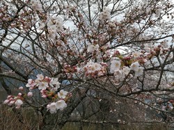 3月23日うつぶな公園の桜の開花状況