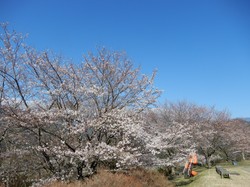 3月25日のうつぶな公園の開花状況