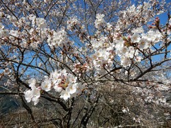 3月25日のうつぶな公園の開花状況