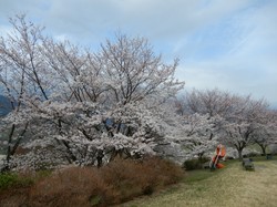 3月27日うつぶな公園の開花状況