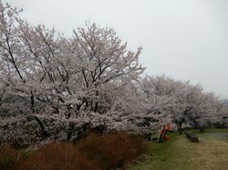 3月30日うつぶな公園の桜の開花状況