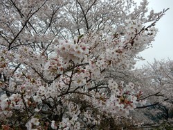 3月30日うつぶな公園の桜の開花状況