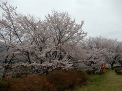 4月1日うつぶな公園の桜の開花状況