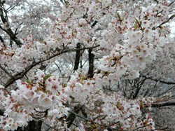 4月1日うつぶな公園の桜の開花状況