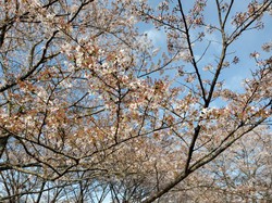 4月6日　うつぶな公園