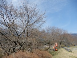 3月22日のうつぶな公園の桜の開花状況