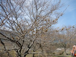 3月22日のうつぶな公園の桜の開花状況