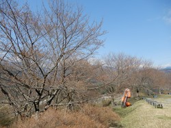 3月25日のうつぶな公園の開花状況