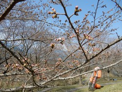 3月25日のうつぶな公園の開花状況