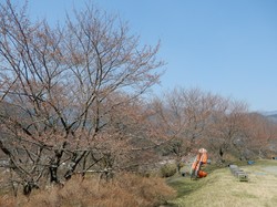3月27日のうつぶな公園の桜の開花状況