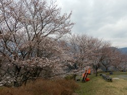 3月29日のうつぶな公園の桜の開花状況