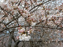 3月29日のうつぶな公園の桜の開花状況