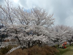 4月1日のうつぶな公園の桜の開花状況