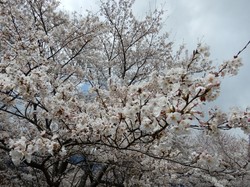 4月1日のうつぶな公園の桜の開花状況