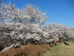 4月3日のうつぶな公園の桜の開花状況
