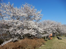 4月3日のうつぶな公園の桜の開花状況
