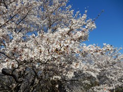 4月3日のうつぶな公園の桜の開花状況