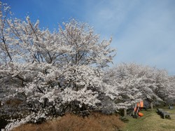 4月5日のうつぶな公園の桜の開花状況