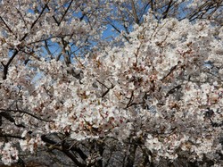 4月5日のうつぶな公園の桜の開花状況