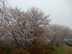 4月8日のうつぶな公園の桜の開花状況