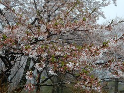 4月8日のうつぶな公園の桜の開花状況