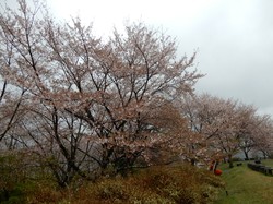 4月10日のうつぶな公園の桜の開花状況