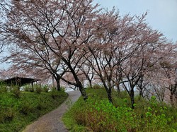 4月4日　うつぶな公園