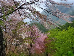 4月4日　うつぶな公園