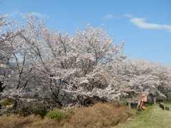 4月3日うつぶな公園の桜開花状況