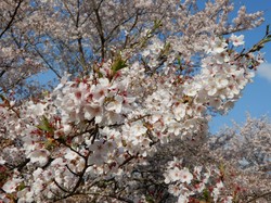 4月3日うつぶな公園の桜開花状況