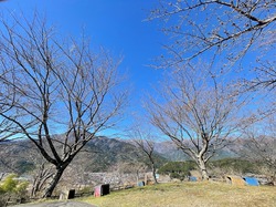 開花状況：3月27日