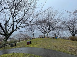 開花状況：3月29日