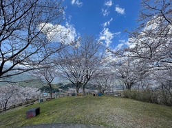 開花状況：4月1日