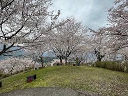 開花状況：4月5日