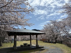開花状況：4月2日