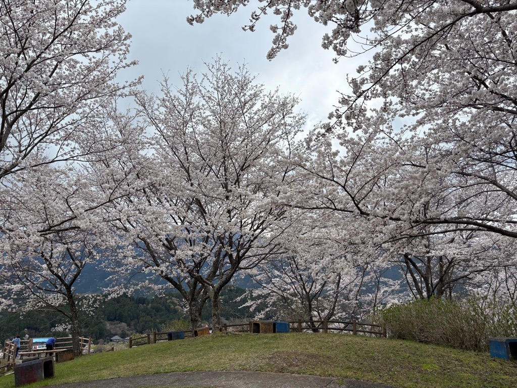 開花状況：4月4日