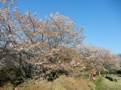 4月6日うつぶな公園の桜開花状況