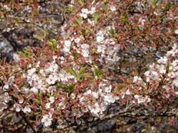 4月6日うつぶな公園の桜開花状況