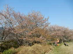 4月8日うつぶな公園の桜開花状況