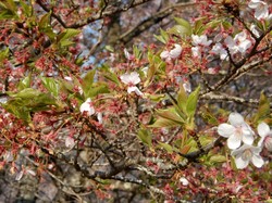 4月8日うつぶな公園の桜開花状況