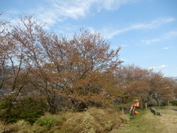 4月10日うつぶな公園の桜開花状況