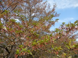 4月10日うつぶな公園の桜開花状況