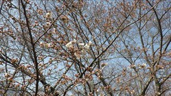 3月25日　うつぶな公園